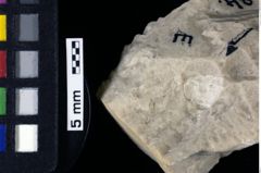 Foto (Detailansicht) von Cengodromites ovale (NHMW-GEO-1990-0041-0084)